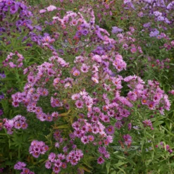 New England Aster