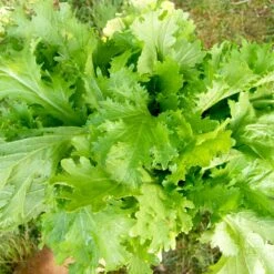 Old Fashioned Mustard Greens