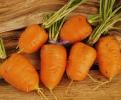 Oxheart Carrot