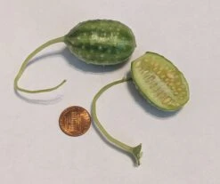 West Indian Gherkin Cucumber