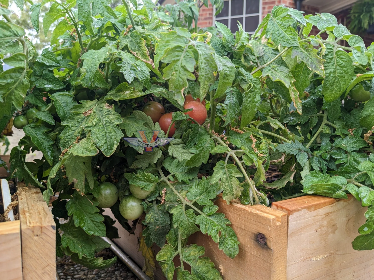 Rosy Finch Tomato - Image 3