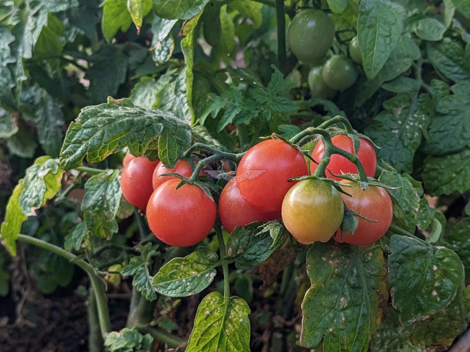 Rosy Finch Tomato - Image 2