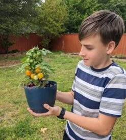 Yellow Canary Tomato