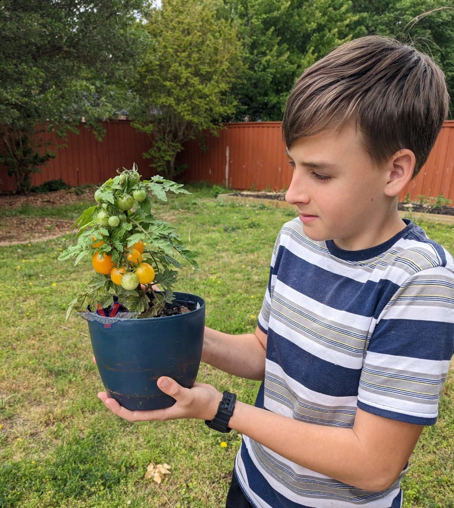 Yellow Canary Tomato