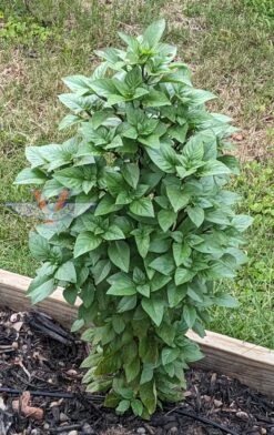 Basil, Everleaf Thai Towers
