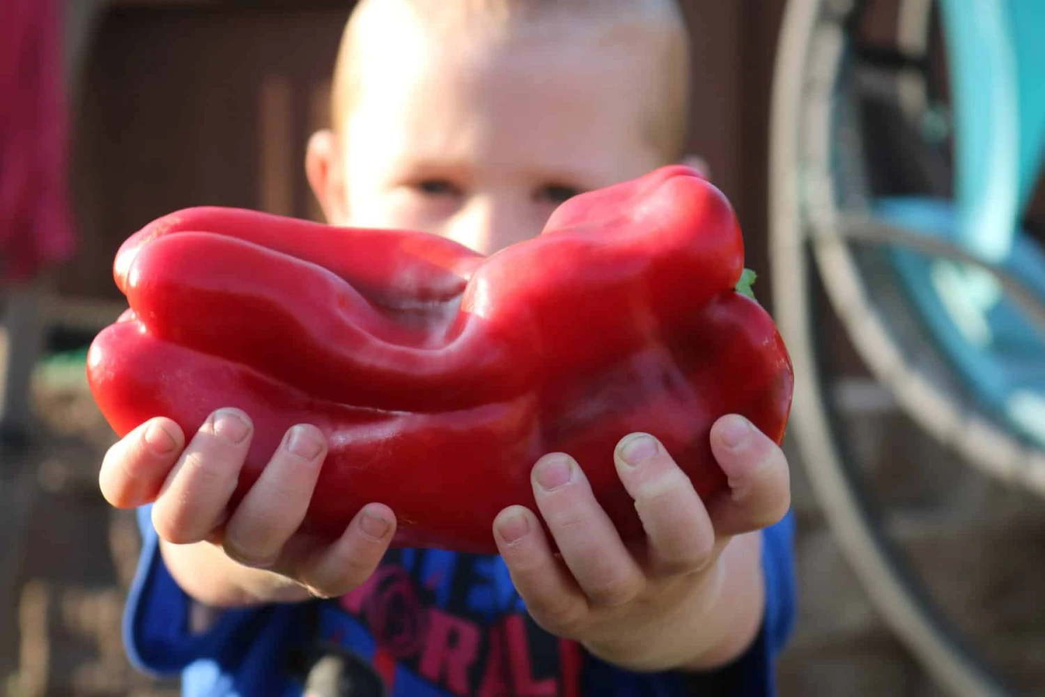 Red Impact F1 Sweet Pepper - Image 5