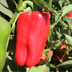 Red Impact F1 Sweet Pepper