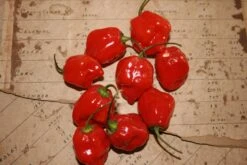 Habanero Red Hot Pepper