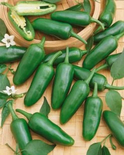 Jalapeno Hot Pepper
