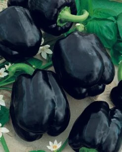 Merlot F1 Sweet Pepper