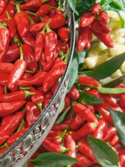 Italian Pepperoncini Pepper