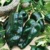 Poblano (Ancho) Hot Pepper