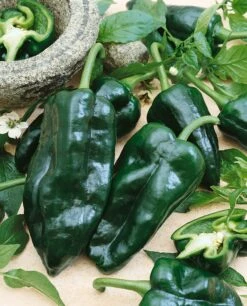 Poblano (Ancho) Hot Pepper