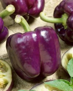 Purple Beauty Bell Pepper