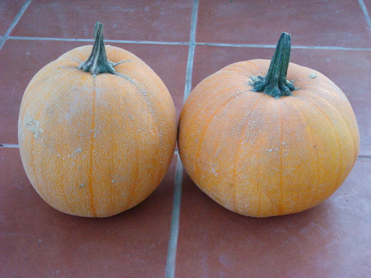 Winter Luxury Pie Pumpkin - Image 2