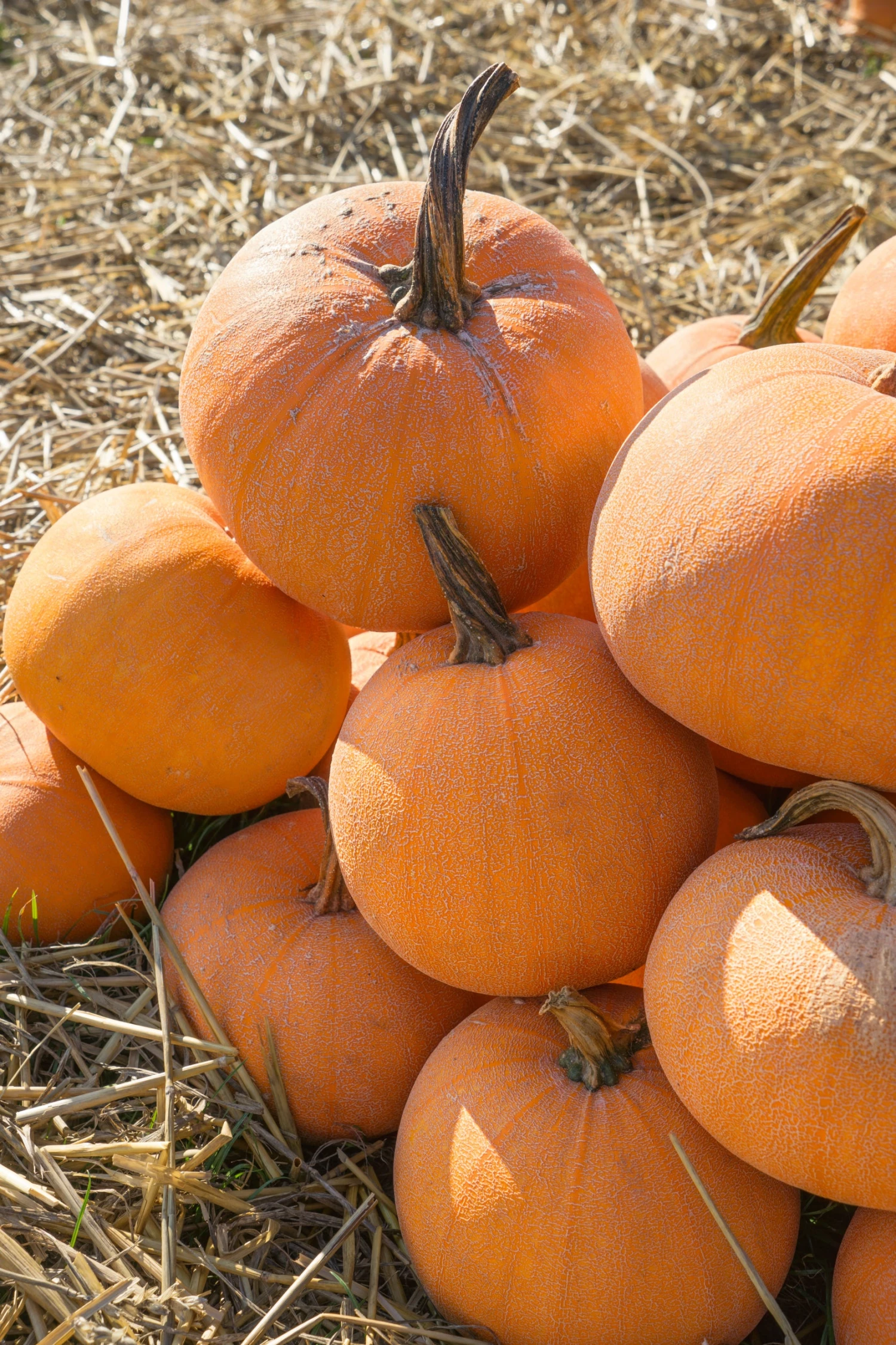 Winter Luxury Pie Pumpkin