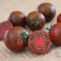 Purple Zebra F1 Tomato