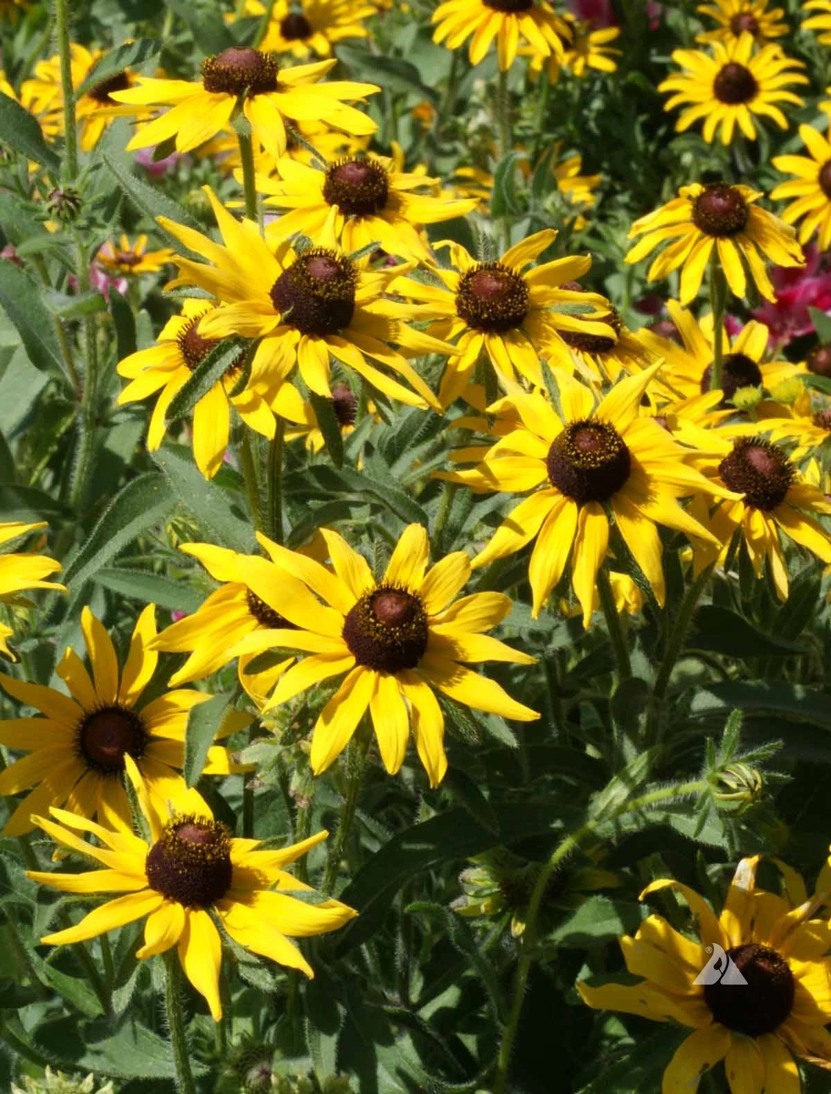 Black Eyed Susan - Image 3