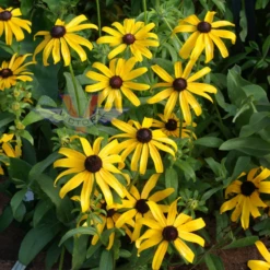 Black Eyed Susan