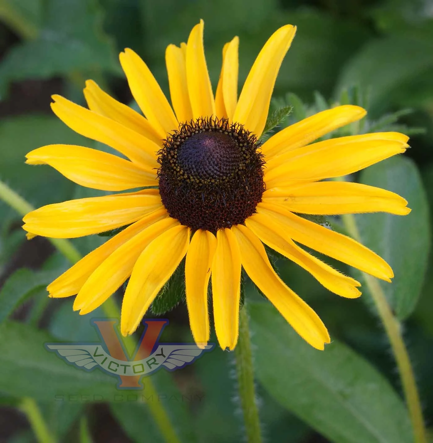 Black Eyed Susan - Image 2