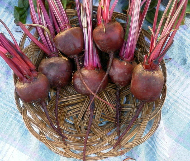 Early Wonder Tall Top Beet