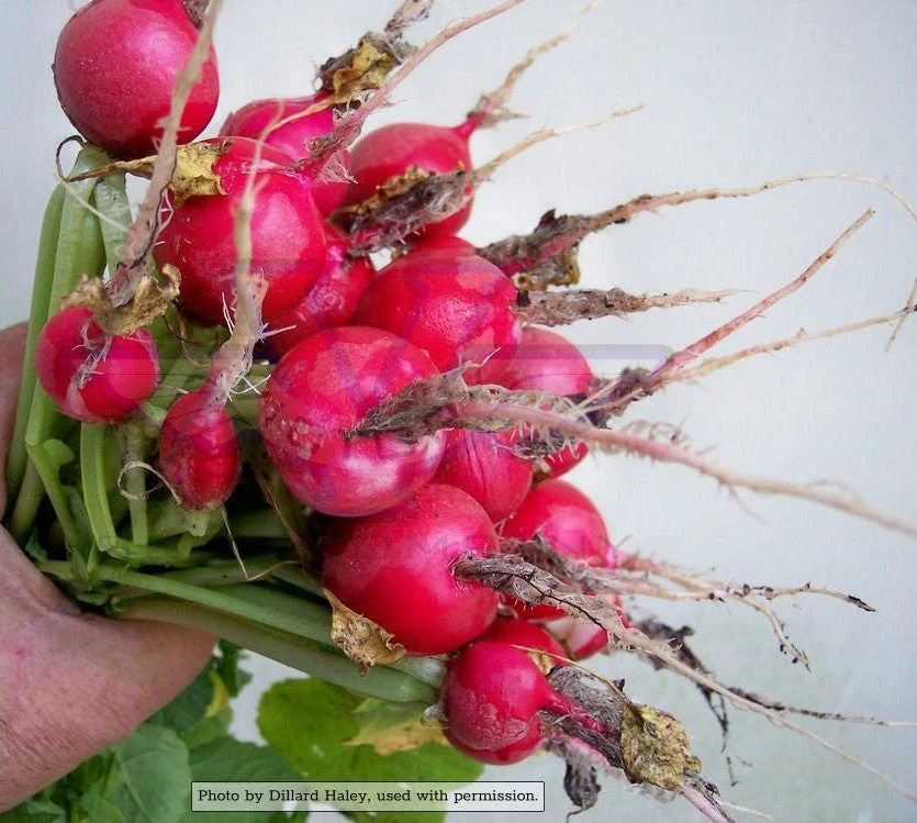 Champion Radish - Image 2