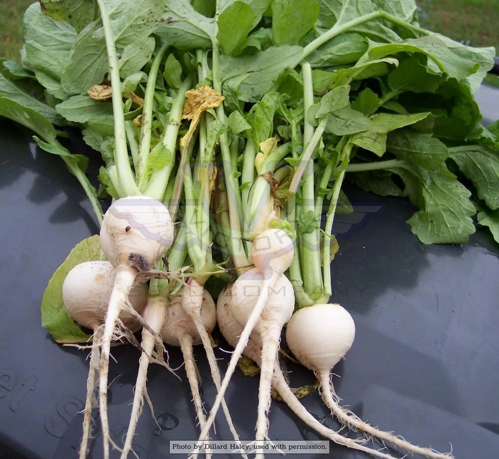 Hailstone White Globe Radish - Image 2