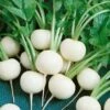 Hailstone White Globe Radish