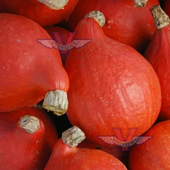 Red Kuri Winter Squash (Hokkaido)