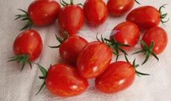 Red Torch F1 Tomato