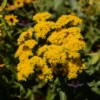 Stiff Goldenrod - Solidago Rigida
