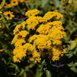 Stiff Goldenrod - Solidago Rigida