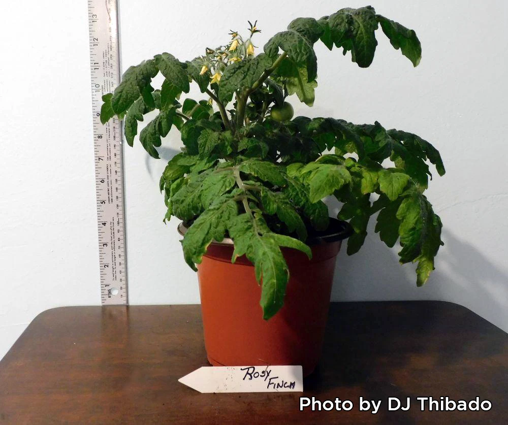 Rosy Finch Tomato - Image 4