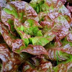 Ruby Leaf Lettuce