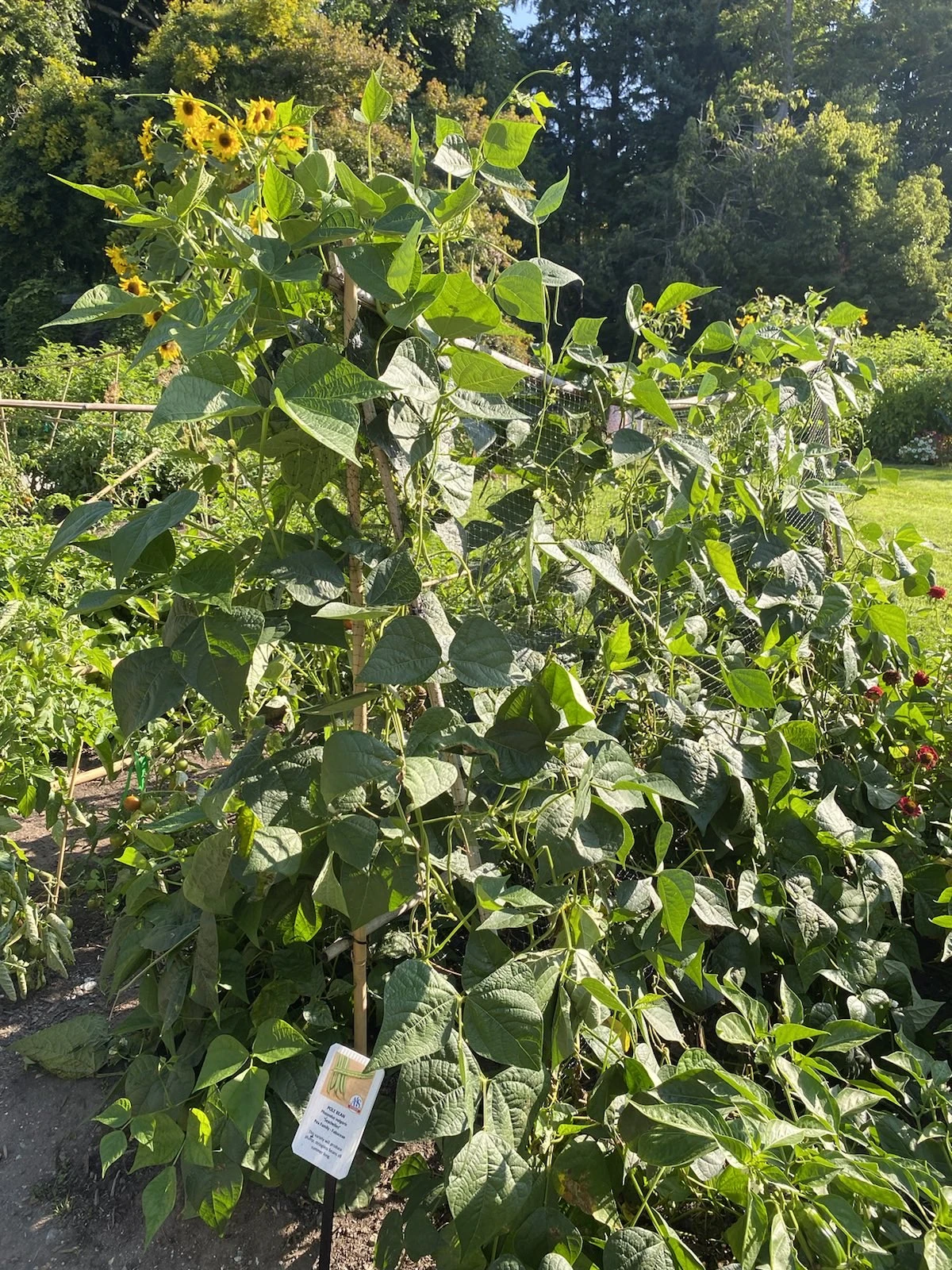 Seychelles Pole Bean