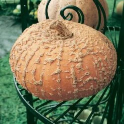 Galeux D' Eysines Winter Squash