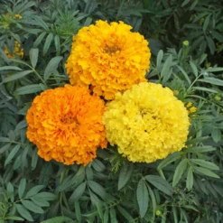 Crackerjack Mix - African Marigold
