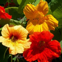 Nasturtium, Single Mix