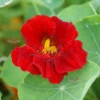 Nasturtium, 'Empress Of India'