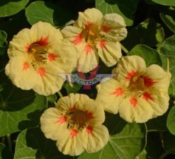 Nasturtium, 'Peach Melba'