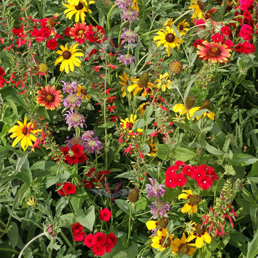 Texas-Oklahoma Wildflower Mix