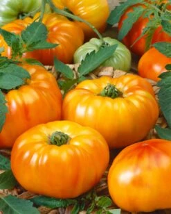 Chef's Choice Bi Color F1 Tomato