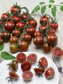 Gum Drop Black F1 Tomato