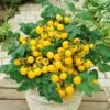Patio Choice Yellow F1 Tomato