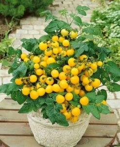 Patio Choice Yellow F1 Tomato