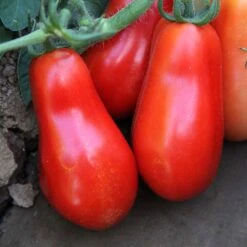 San Marzano Tomato