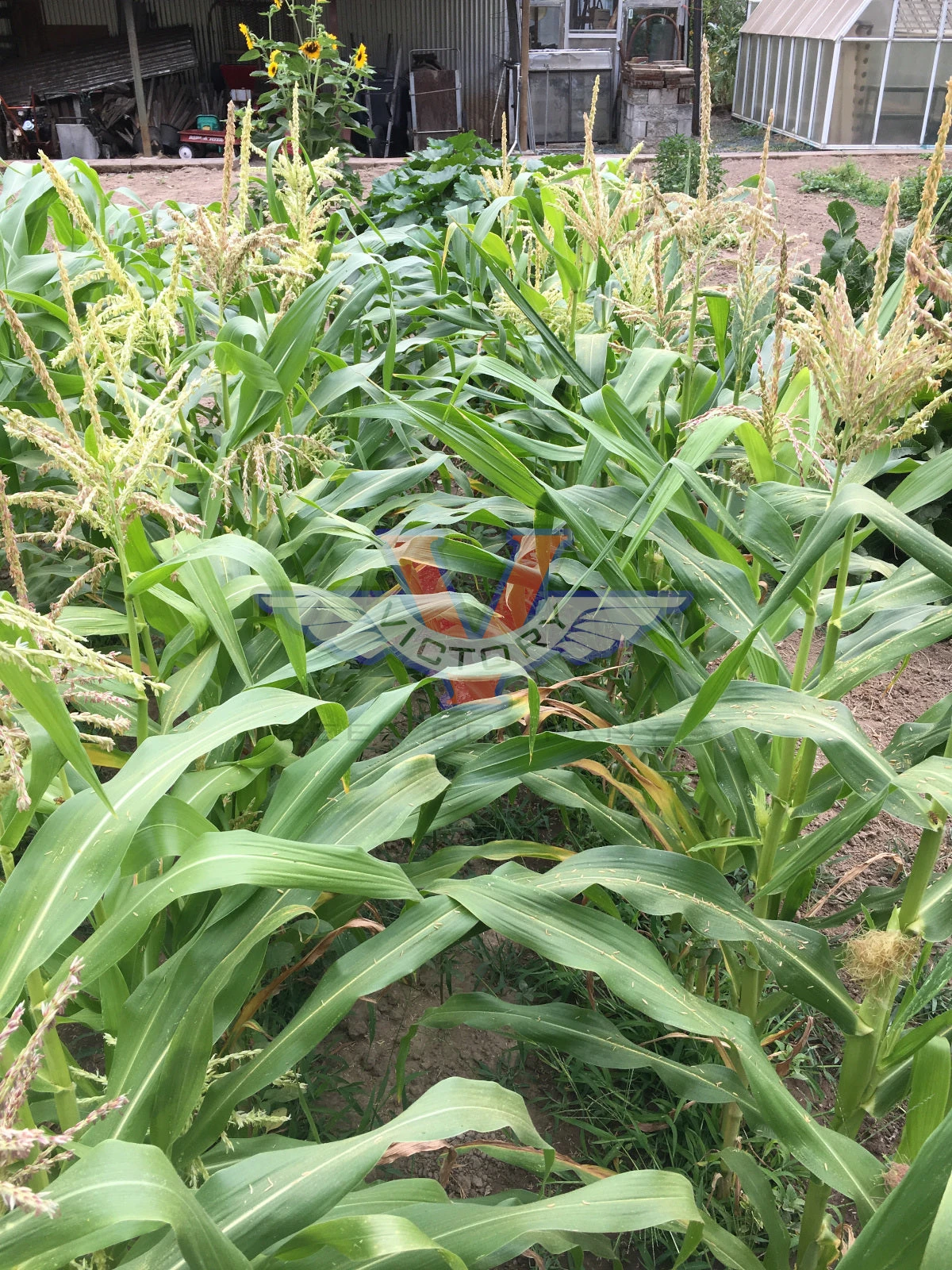 Triple Play Sweet Corn - Image 4