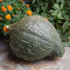 Hubbard, True Green Improved - Winter Squash