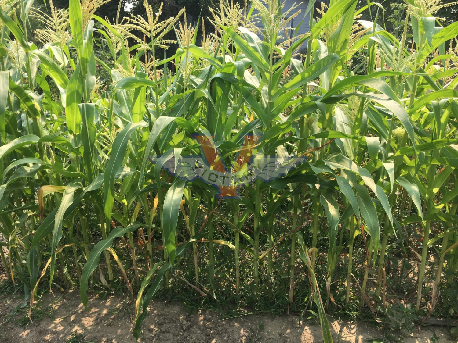 True Gold Sweet Corn - Image 3