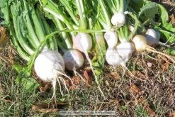 Shogoin (Japanese Foliage) Turnip